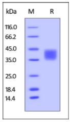 Human CD47, His Tag, low endotoxin on SDS-PAGE under reducing (R) condition. The gel was stained overnight with Coomassie Blue. The purity of the protein is greater than 95%.
